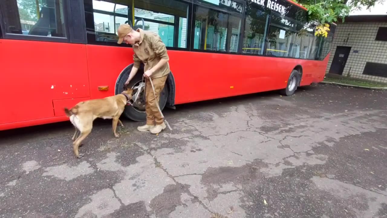 Belgian Malinois vehicle search training
